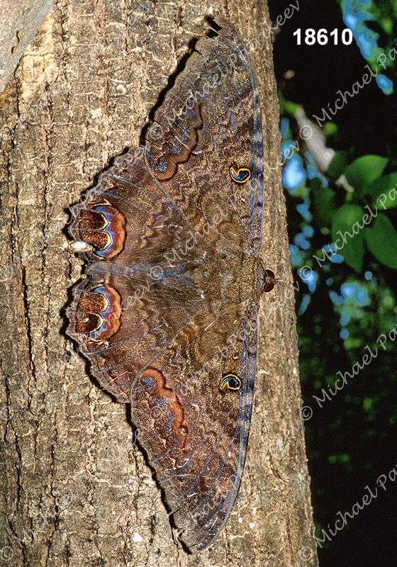 Black Witch (Ascalapha odorata)